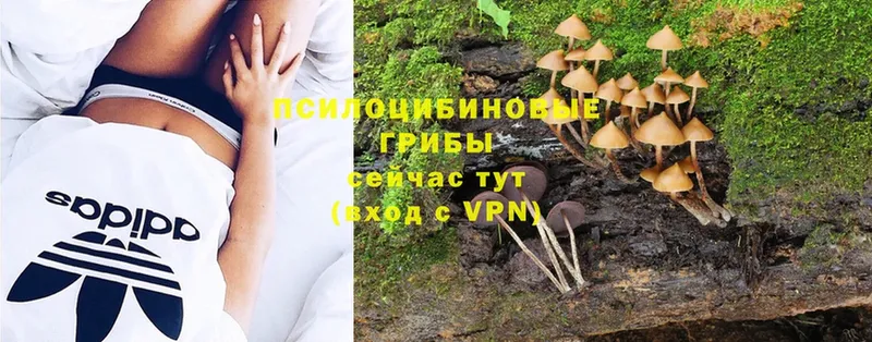 Псилоцибиновые грибы MAGIC MUSHROOMS  закладки  ОМГ ОМГ ТОР  Змеиногорск 